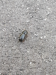 Coleoptera