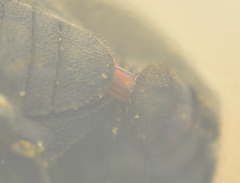 Otiorhynchus pseudonothus