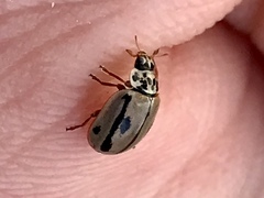 Mulsantina hudsonica