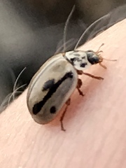 Mulsantina hudsonica