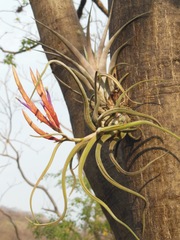 Tillandsia caput-medusae