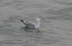 Larus argentatus × cachinnans