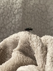 Lucilia sericata