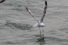 Larus argentatus × cachinnans