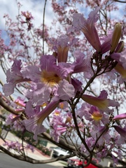 Jacaranda mimosifolia