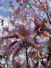 Jacaranda mimosifolia