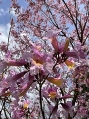 Jacaranda mimosifolia