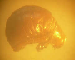 Platyphora fulvicornis