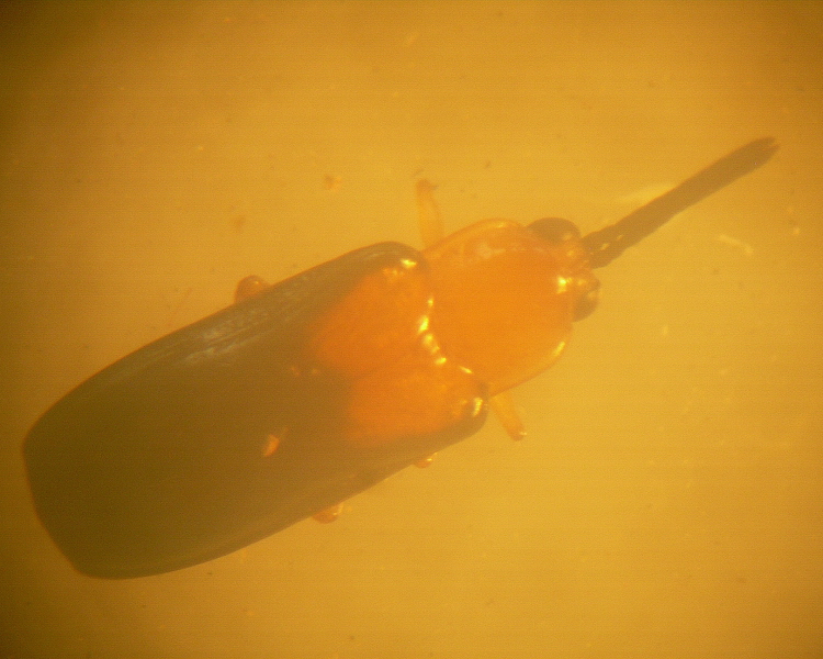 Hybosispa