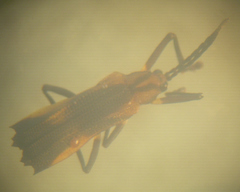 Sceloenopla vitticollis