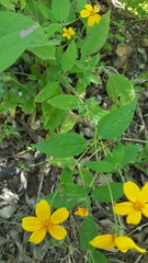 Hymenostephium cordatum