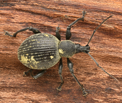 Otiorhynchus pseudonothus