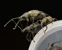 Otiorhynchus pseudonothus