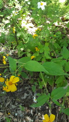 Hymenostephium cordatum