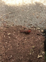 Cardinalis cardinalis