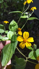 Hymenostephium cordatum