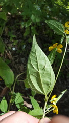 Hymenostephium cordatum