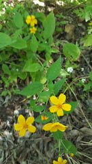 Hymenostephium cordatum