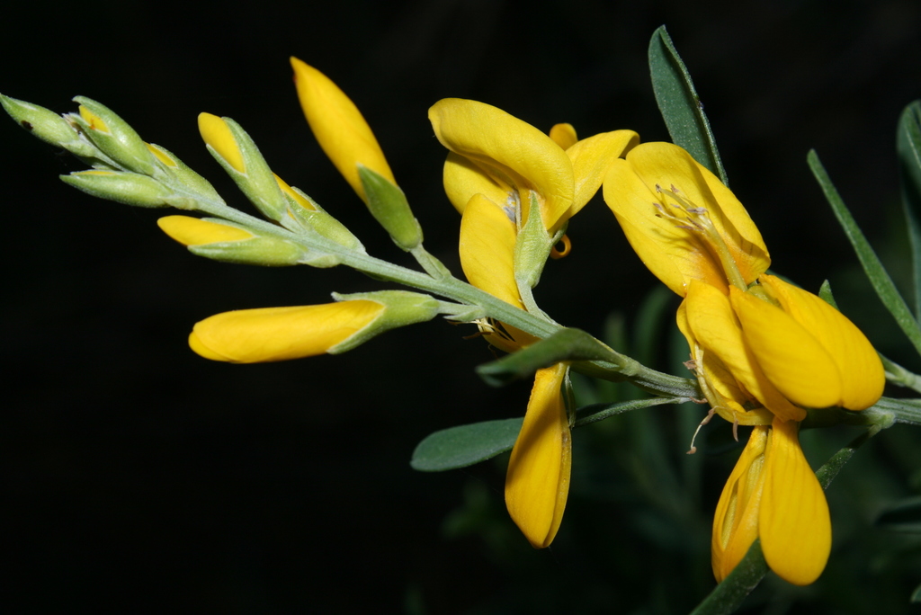 Genista ferox
