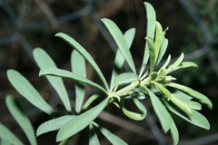 Genista ferox image