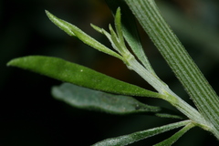 Genista ferox image