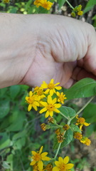 Hymenostephium cordatum