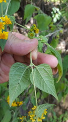 Hymenostephium cordatum