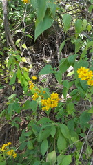 Hymenostephium cordatum