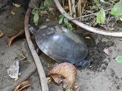 Trachemys grayi grayi