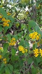 Hymenostephium cordatum