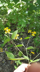 Hymenostephium cordatum