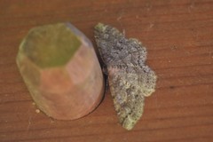 Melanolophia imitata