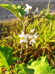 Solanum