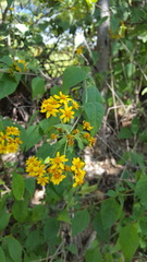 Hymenostephium cordatum