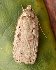 Agonopterix ocellana
