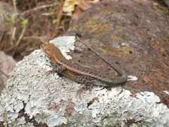 Sceloporus ochoterenae
