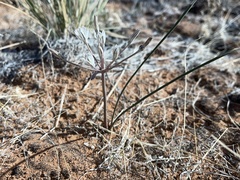Androstephium breviflorum