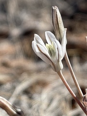 Androstephium breviflorum
