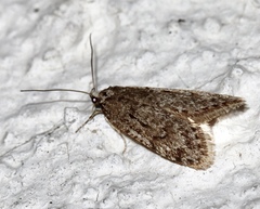 Semioscopis megamicrella