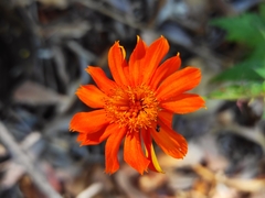 Adenophyllum aurantium