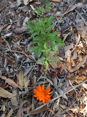 Adenophyllum aurantium