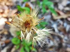 Adenophyllum aurantium