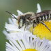 Alfalfa Leafcutter Bee - Photo (c) Heather Holm, some rights reserved (CC BY-NC), uploaded by Heather Holm