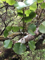 Cheirodendron platyphyllum