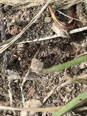 Tetramorium immigrans