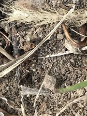 Tetramorium immigrans