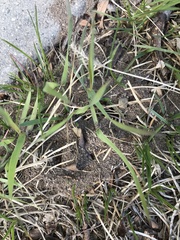 Tetramorium immigrans