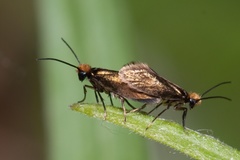 Micropterix calthella