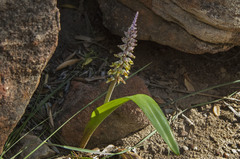 Lachenalia mutabilis