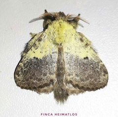 Euglyphis primola